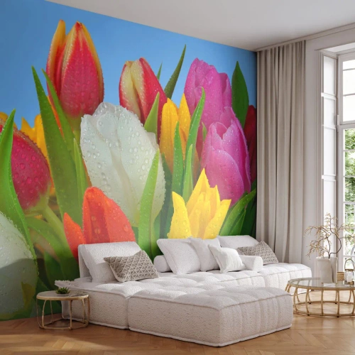 Fototapete Premium Canvas - Bunte Tulpen mit Tautropfen auf blauem Hintergrund bedeckt - 100x70cm - Ein blumiger Regenbogen in Tautropfen - Moderne Wanddekoration für Wohnzimmer und Schlafzimmer ARTTOR