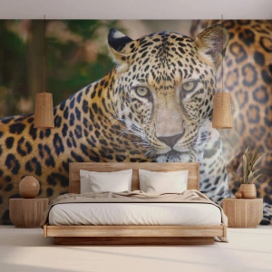 Fototapete Standard Eco - Wild und ruhig - Tiere, Leopard, Afrika - 200x140 cm