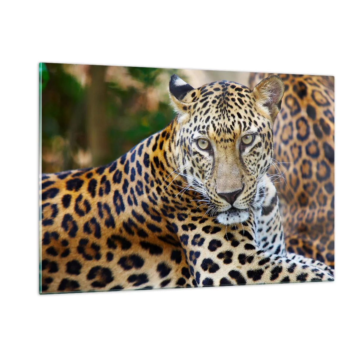 Glasbild - Bild auf glas - Ein wilder Leopard ruht im Grünen - 120x80cm - Wild und ruhig - Moderne Wanddekoration für Wohnzimmer und Schlafzimmer ARTTOR