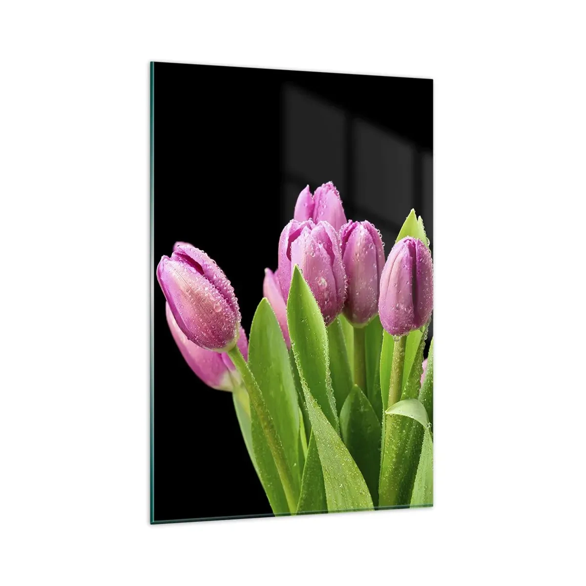 Glasbild - Bild auf glas - Rosa Tulpen mit Tautropfen auf schwarzem Hintergrund - 80x120cm - Lila Frühlingsfreude - Moderne Wanddekoration für Wohnzimmer und Schlafzimmer ARTTOR