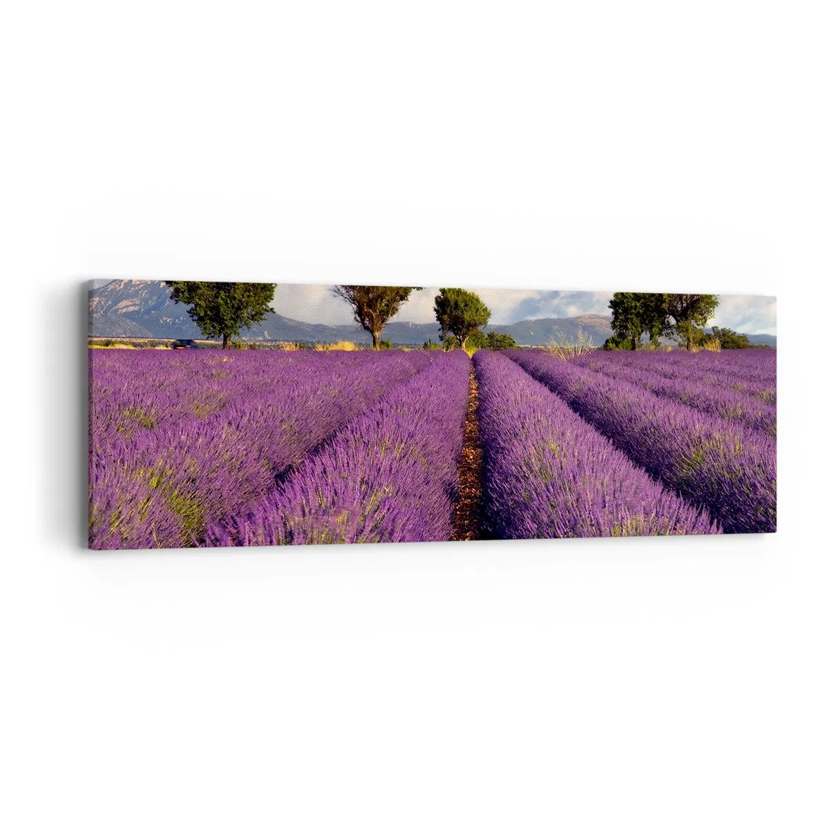 Bild auf Leinwand - Leinwandbild - Lavendelfelder - 90x30 cm