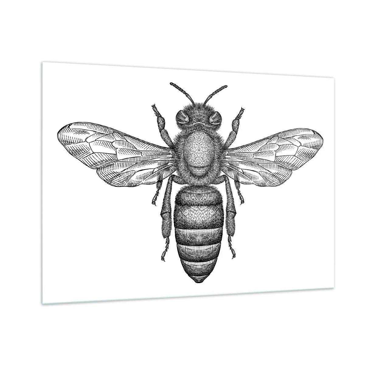 Glasbild - Bild auf glas - Detaillierte Darstellung einer Retro-Biene auf weißem Hintergrund - 100x70cm - Insektenporträt - Moderne Wanddekoration für Wohnzimmer und Schlafzimmer ARTTOR
