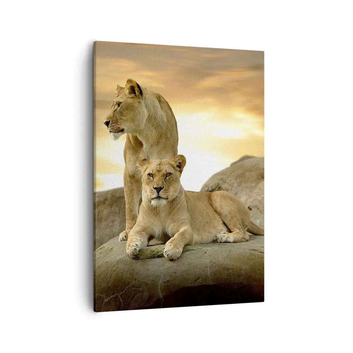 Bild auf Leinwand - Leinwandbild - Zwei Löwinnen ruhen bei Sonnenuntergang auf einem Felsen - 50x70cm - Königliche Majestät - Moderne Wanddekoration für Wohnzimmer und Schlafzimmer ARTTOR