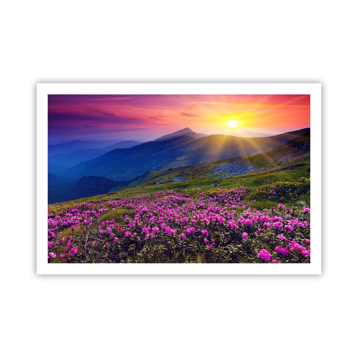 Poster - … Und drumherum duftet es nach Latschenkiefer und dem Duft von Kräutern - 91x61 cm