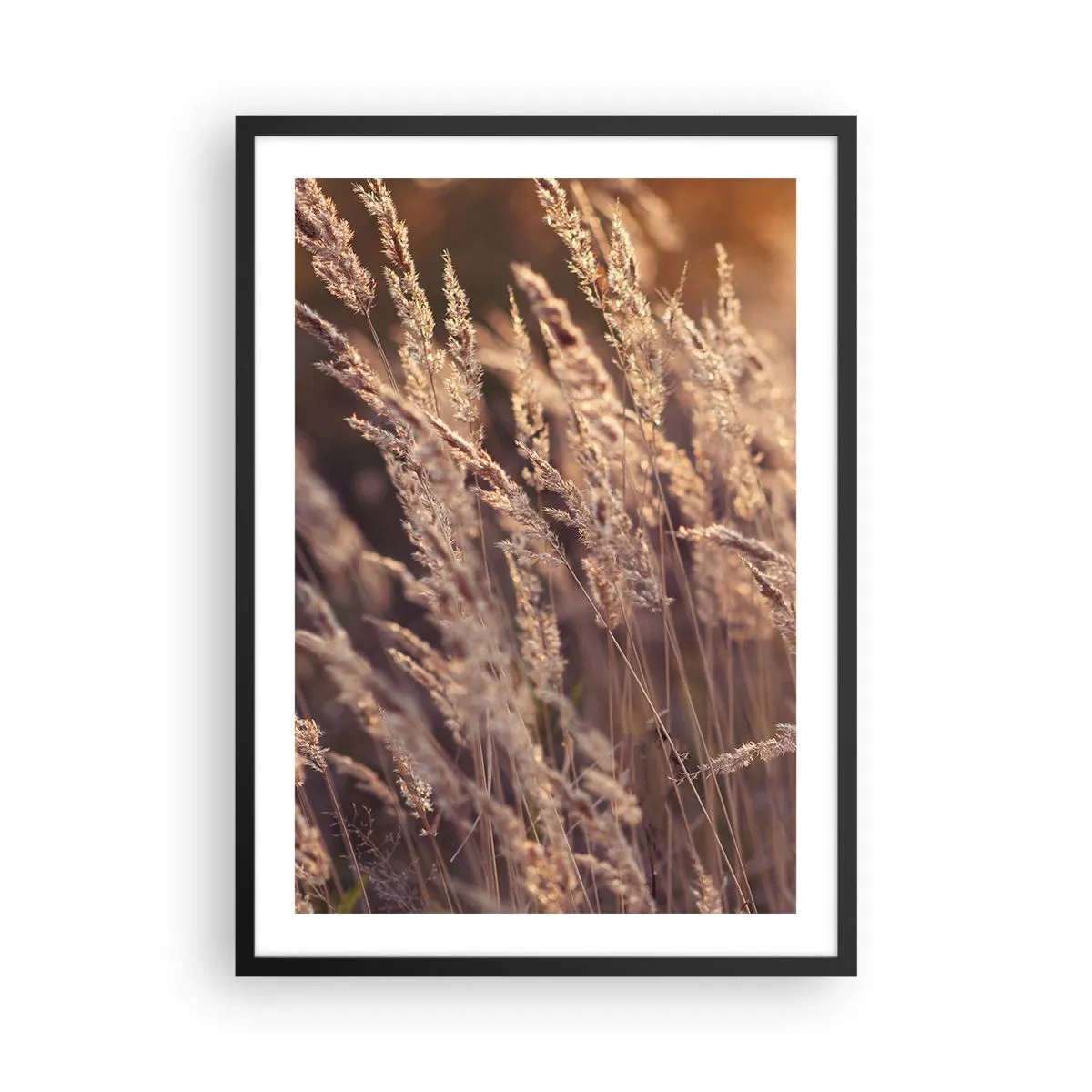Poster in einem schwarzem Rahmen - Goldene Ähren des Grases, beleuchtet von den Sonnenstrahlen - 50x70cm - Bereit, den Herbst willkommen zu heißen - Moderne Wanddekoration für Wohnzimmer und Schlafzimmer ARTTOR