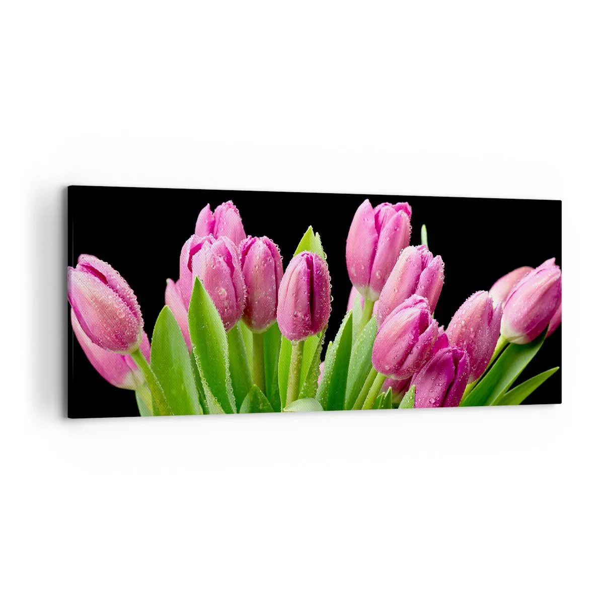 Bild auf Leinwand - Leinwandbild - Rosa Tulpen mit Tautropfen auf schwarzem Hintergrund - 120x50cm - Lila Frühlingsfreude - Moderne Wanddekoration für Wohnzimmer und Schlafzimmer ARTTOR