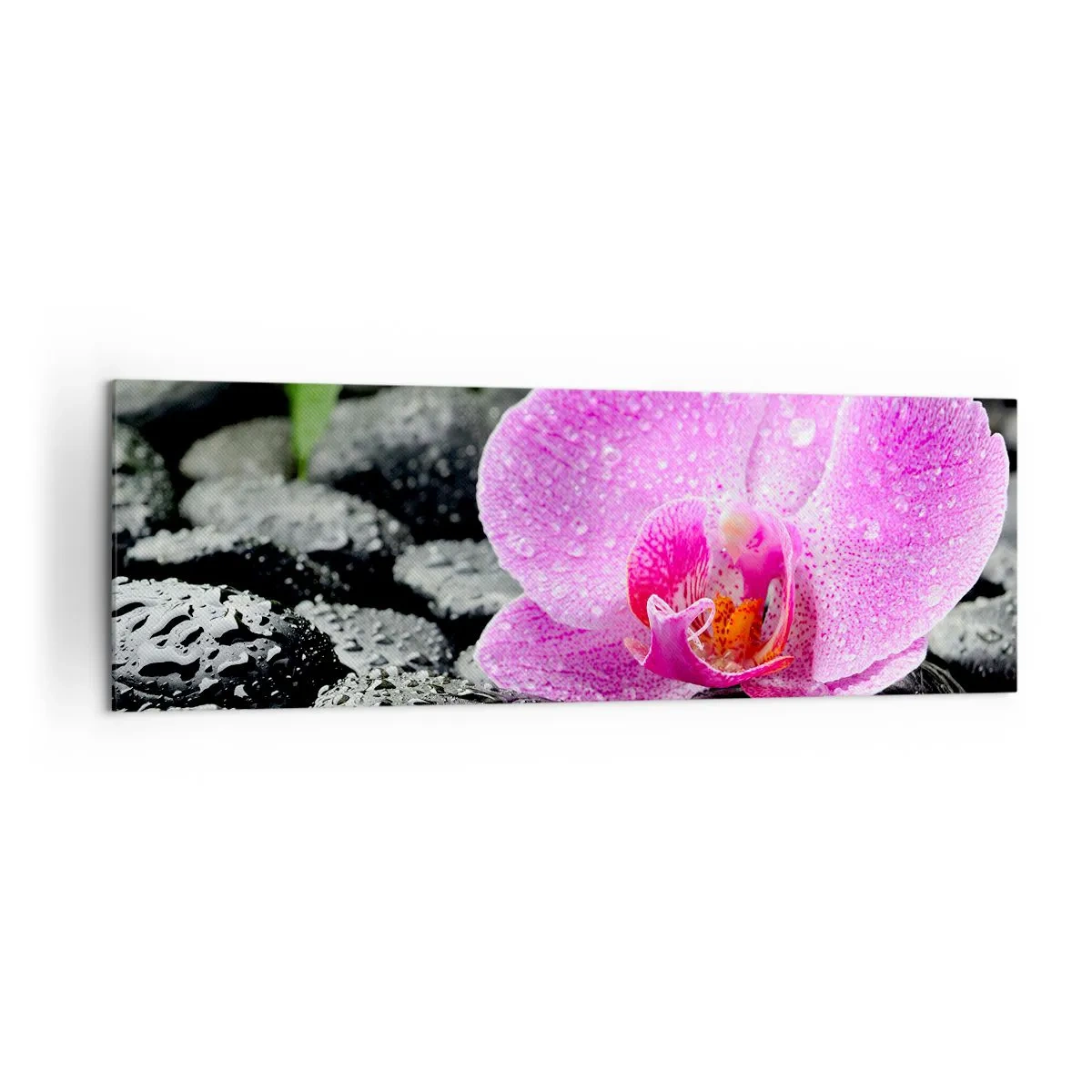 Bild auf Leinwand - Leinwandbild - Rosa Orchidee auf nassen schwarzen Steinen mit grünen Blättern - 160x50cm - Wie ein offenes Herz - Moderne Wanddekoration für Wohnzimmer und Schlafzimmer ARTTOR