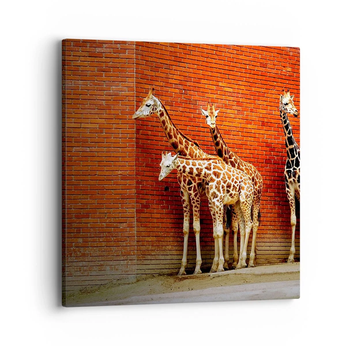 Bild auf Leinwand - Leinwandbild - Sehen Sie Akazien? - 40x40 cm