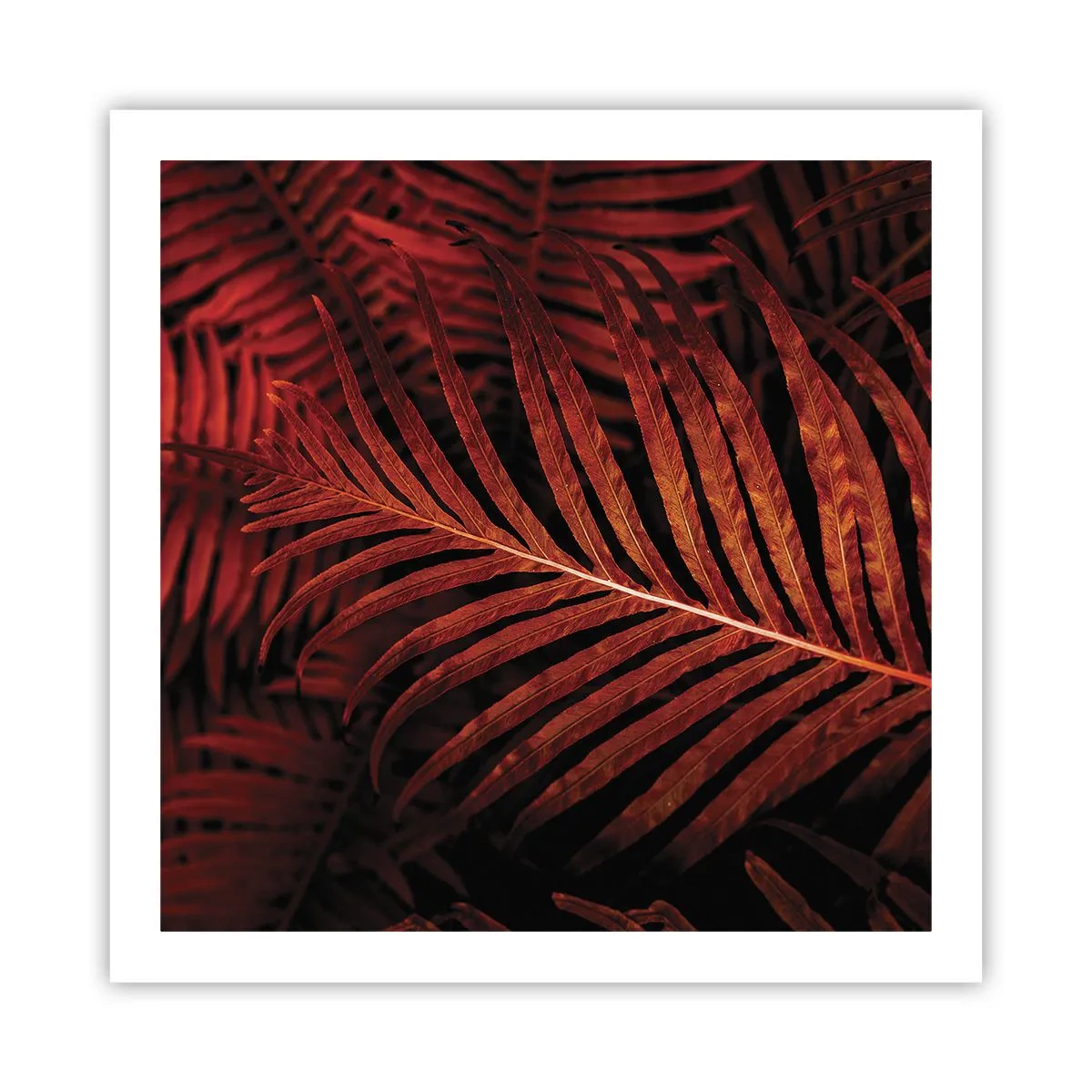 Poster - Die Hitze des Lebens - 60x60 cm