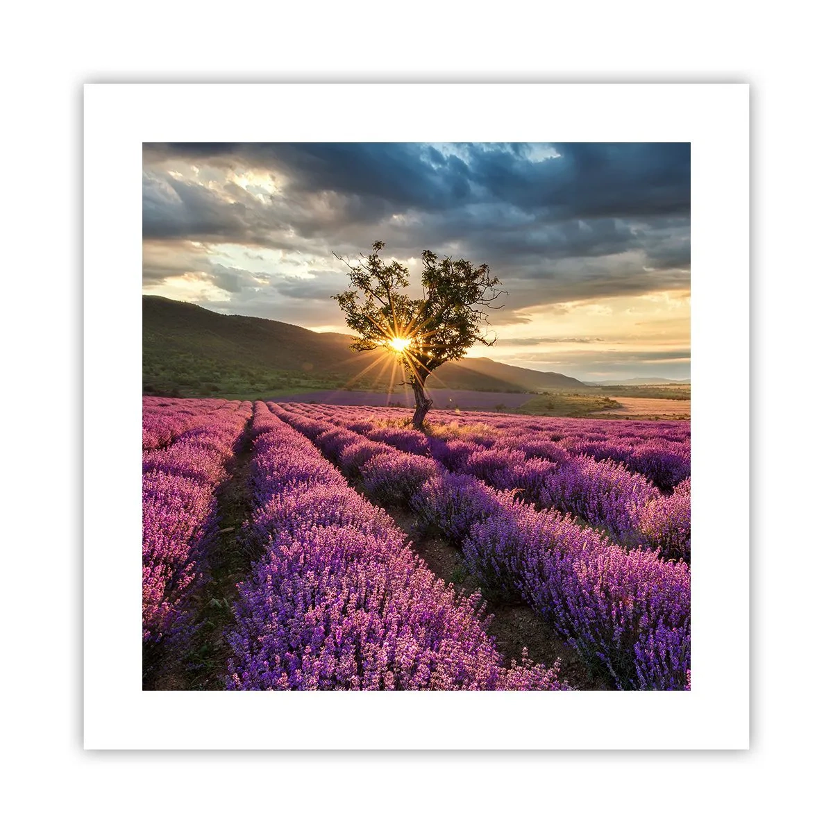 Poster - Fliederfarbenes Aroma - 40x40 cm