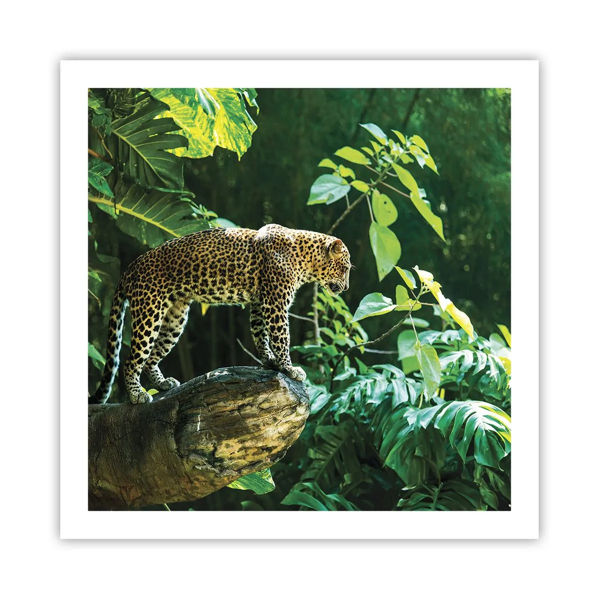 Poster - Auf die Jagd? - 60x60 cm