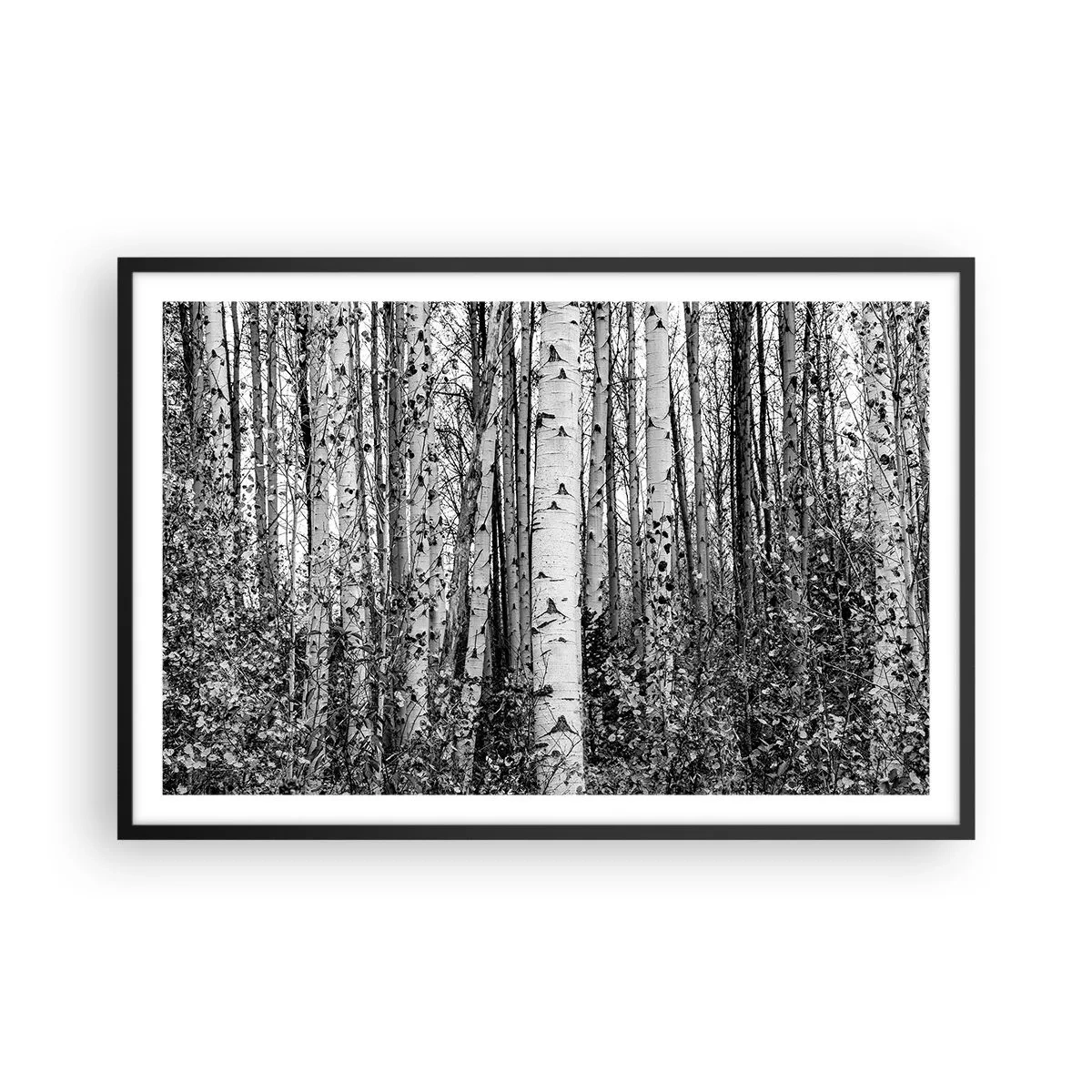 Poster in einem schwarzem Rahmen - Birkenkolonnade - 91x61 cm