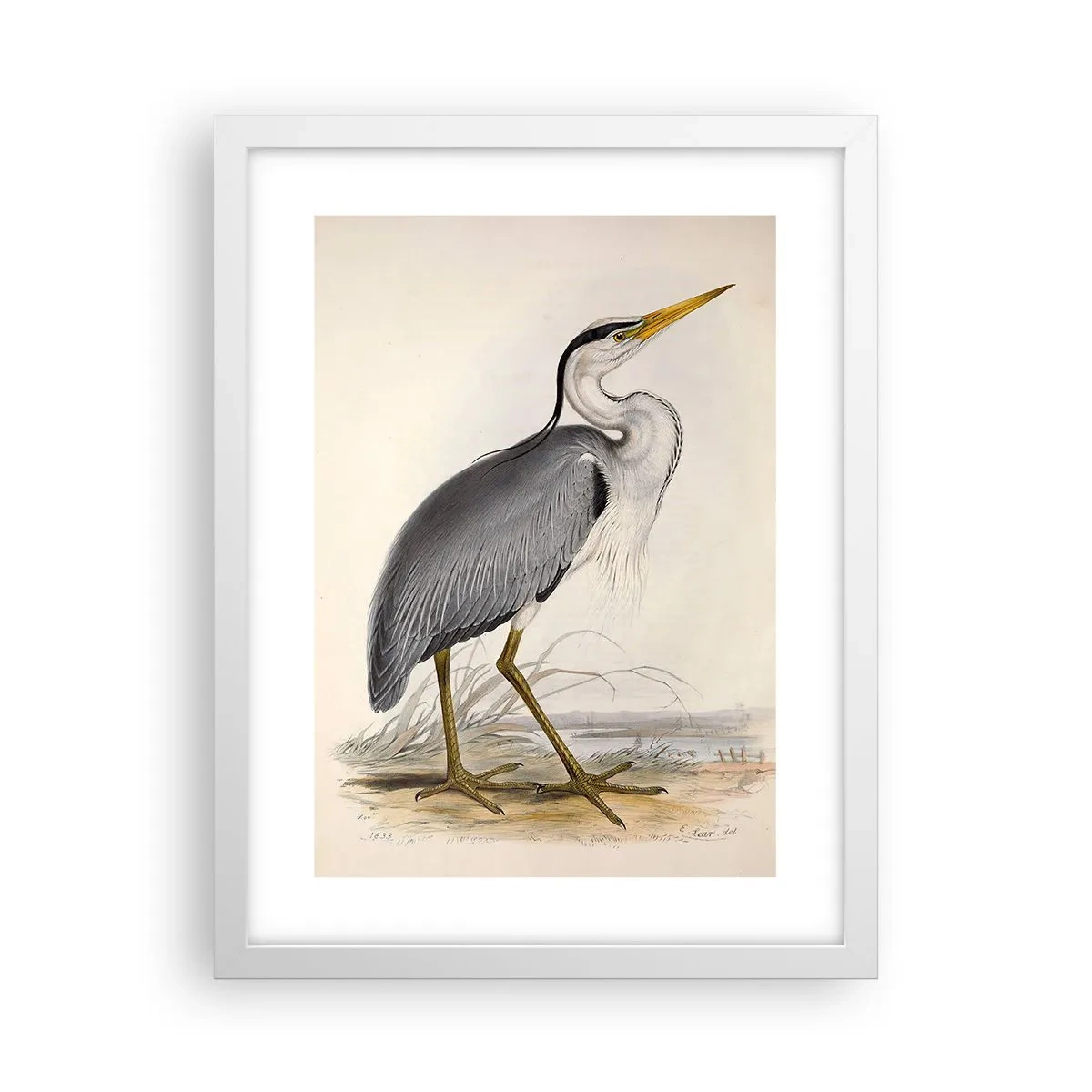 Poster in einem weißen Rahmen - Reiher Gnade - 30x40 cm