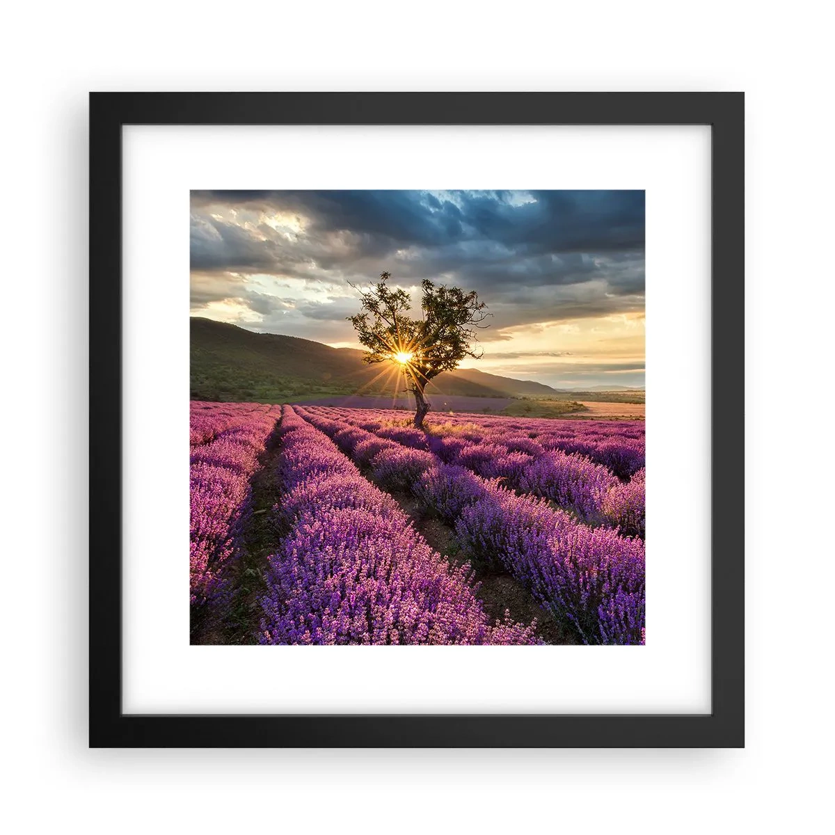 Poster in einem schwarzem Rahmen - Fliederfarbenes Aroma - 30x30 cm