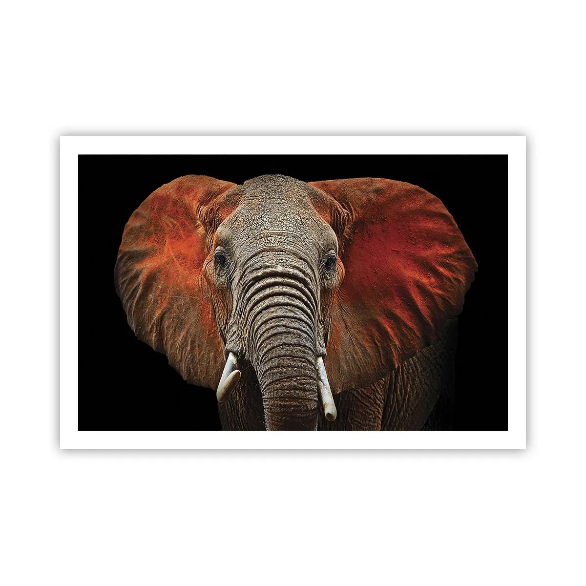 Poster - Ich bin wild und du? - 91x61 cm