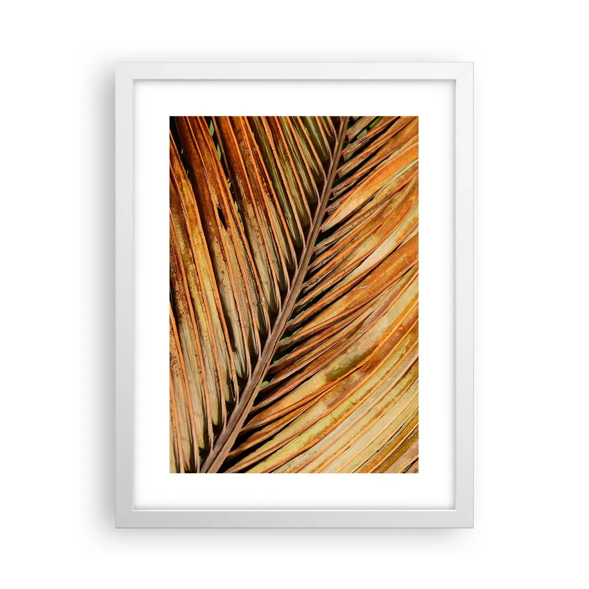 Poster in einem weißen Rahmen - Kokosnuss-Gold - 30x40 cm