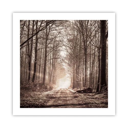 Poster - Waldkathedrale - 50x50 cm
