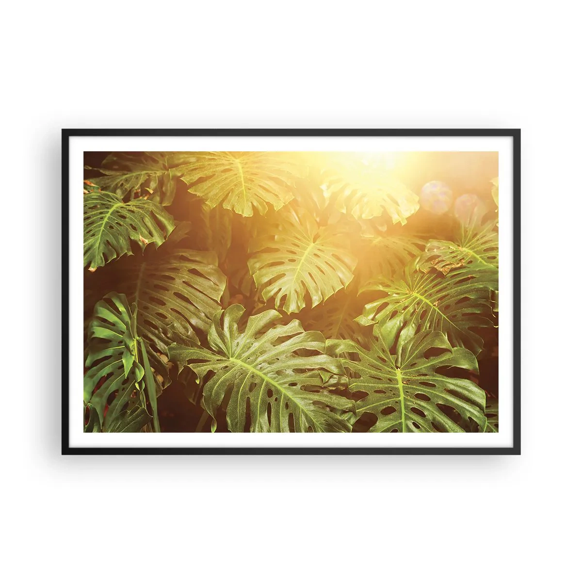 Poster in einem schwarzem Rahmen - Monstera-Blätter im Sonnenlicht vor einem natürlichen Hintergrund - 100x70cm - Ins Grüne tretren... - Moderne Wanddekoration für Wohnzimmer und Schlafzimmer ARTTOR