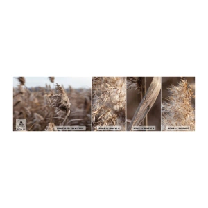 Fototapeten Muster Selbstklebend Deluxe Sticker - Zeit, mit dem Wind zu gehen - Wiese, Pampasgras, Natur - 100x30 cm