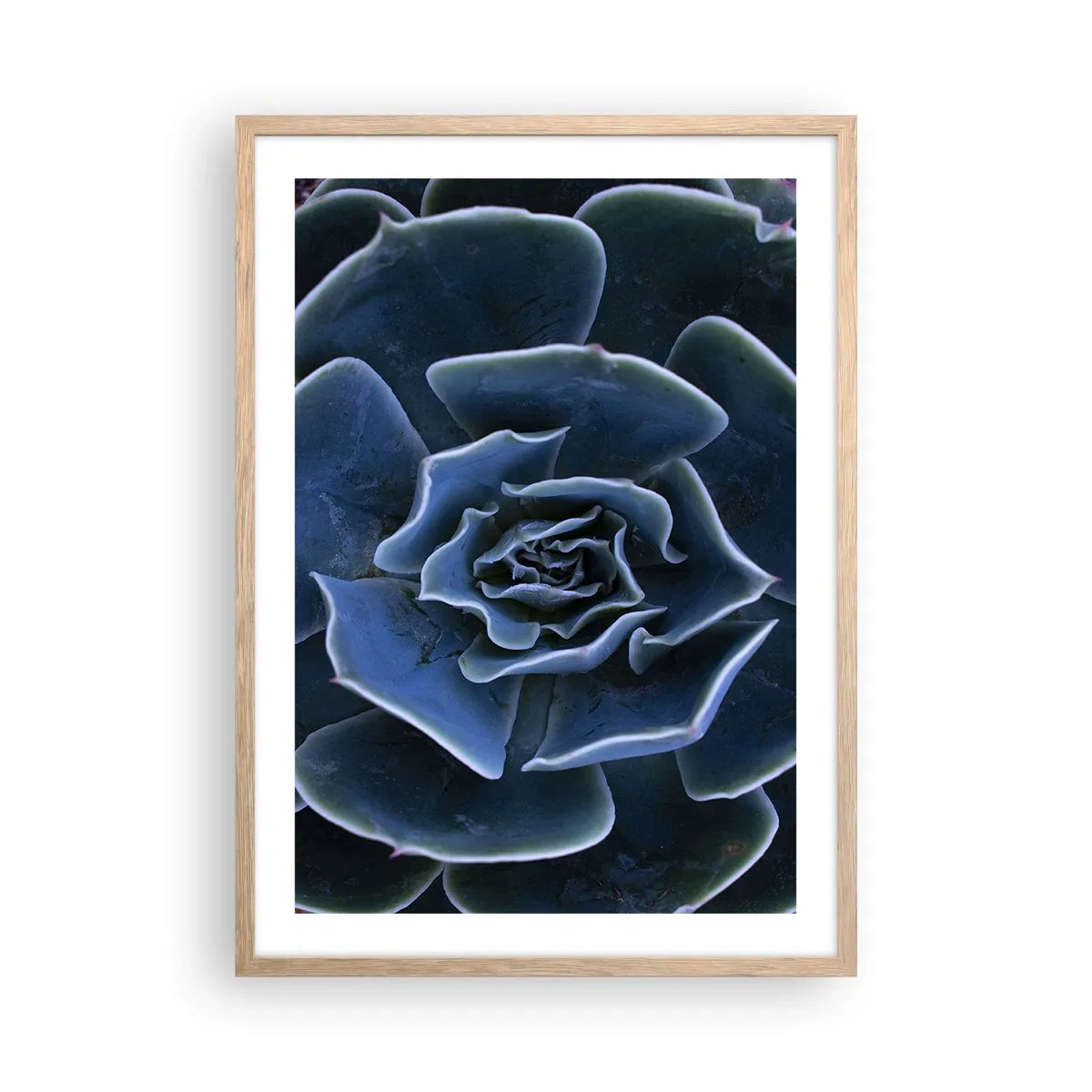 Poster in einem Rahmen aus heller Eiche - Wüstenblume - 50x70 cm