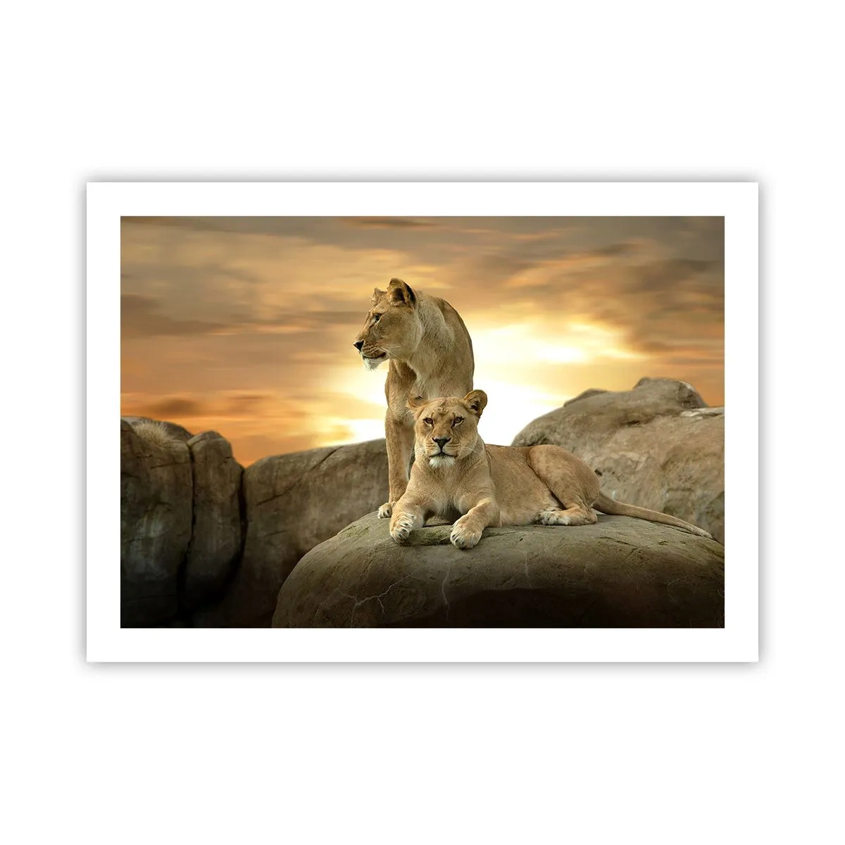 Poster - Königliche Majestät - 70x50 cm