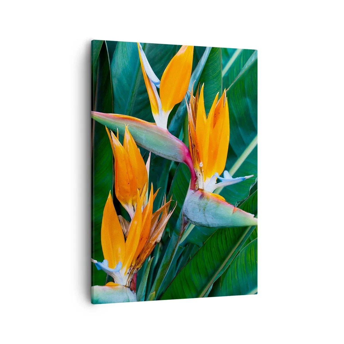 Bild auf Leinwand - Leinwandbild - Exotische Strelitzienblüten, umgeben von grünen Blättern - 50x70cm - Ist es eine Blume oder ist es ein Vogel? - Moderne Wanddekoration für Wohnzimmer und Schlafzimmer ARTTOR