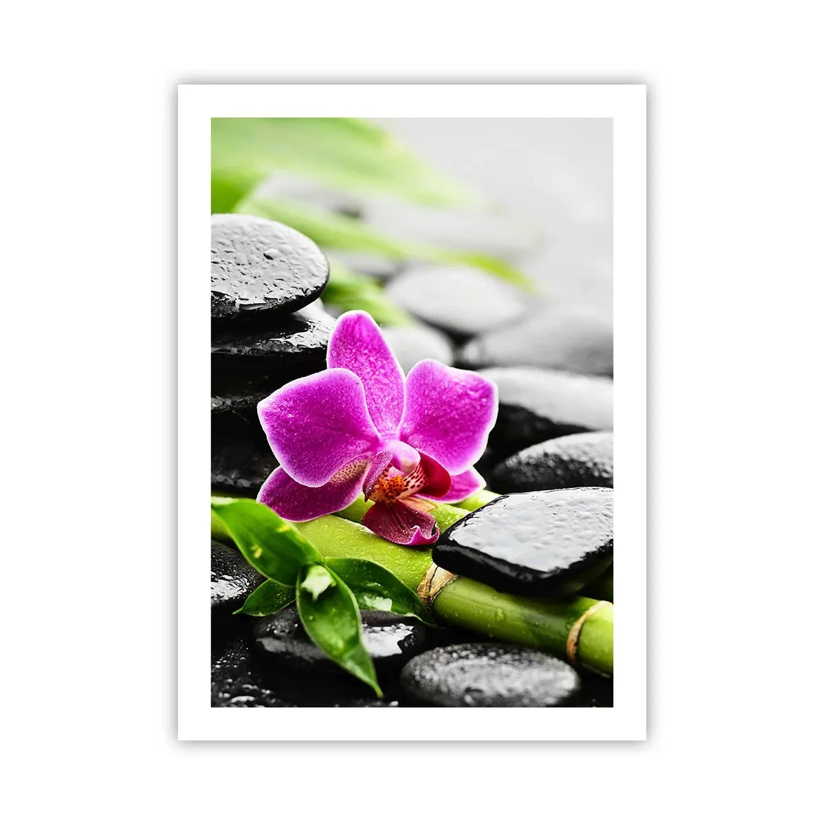 Poster - Lila Orchidee auf nassen Steinen und grünen Blättern - 50x70cm - In ruhiger Balance - Moderne Wanddekoration für Wohnzimmer und Schlafzimmer ARTTOR