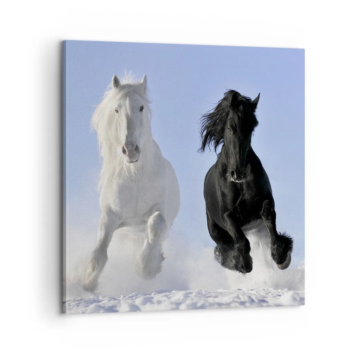 Bild auf Leinwand - Leinwandbild - Schwarz-Weiß-Galopp - 60x60 cm