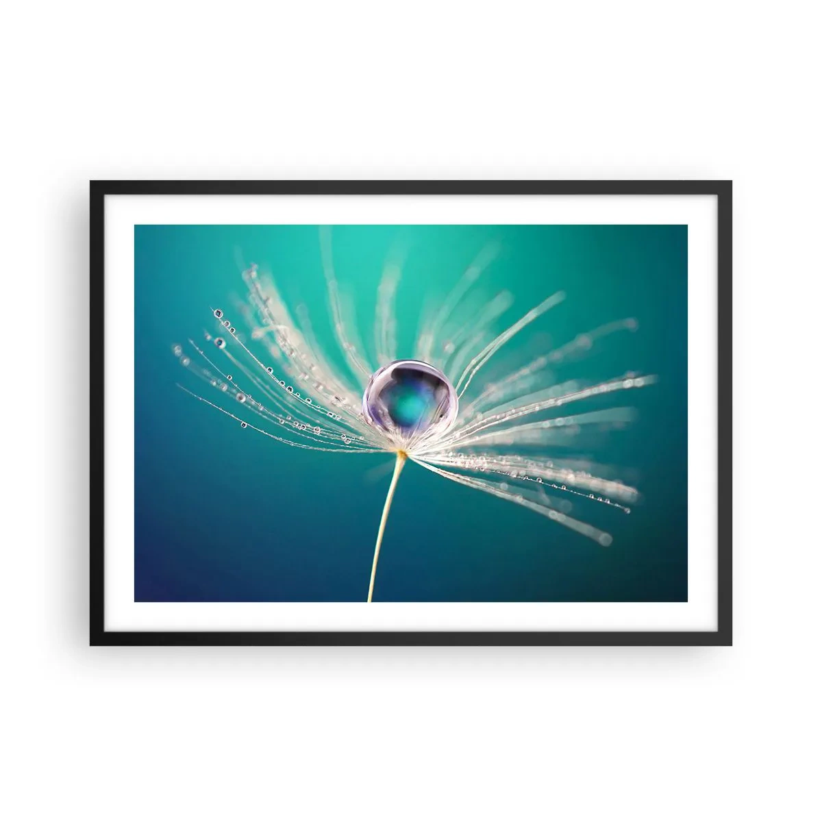 Poster in einem schwarzem Rahmen - Makroaufnahme eines Wassertropfens auf einem zarten Löwenzahnsamen - 70x50cm - Mystischer Moment - Moderne Wanddekoration für Wohnzimmer und Schlafzimmer ARTTOR