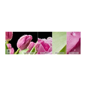 Fototapeten Muster Premium Sand - Lila Traum im Tau - Blumen, Tulpen, Blumenstrauß - 100x30 cm