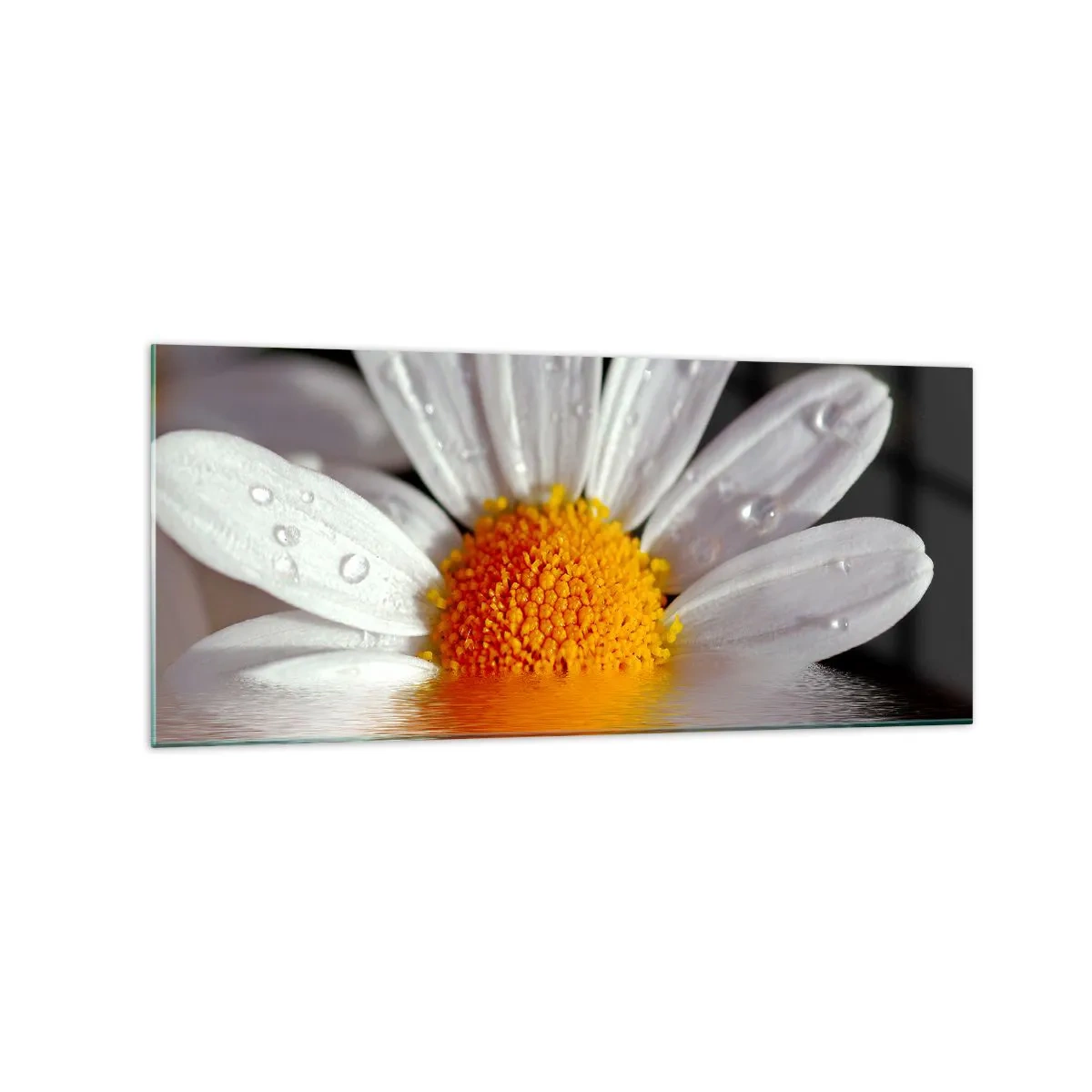 Glasbild - Bild auf glas - Ein weißes Gänseblümchen mit Wassertropfen, eingetaucht in eine Wasserspiegelung - 120x50cm - Die aufgehende Sonne der Gänseblümchen - Moderne Wanddekoration für Wohnzimmer und Schlafzimmer ARTTOR