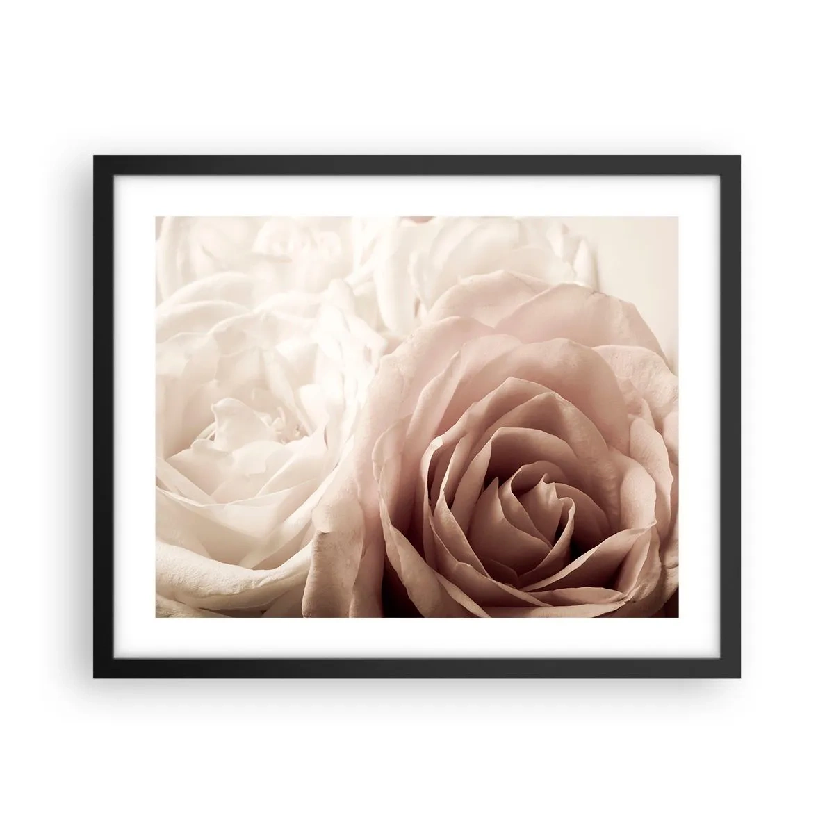 Poster in einem schwarzem Rahmen - Im Herzen der Rose - 50x40 cm