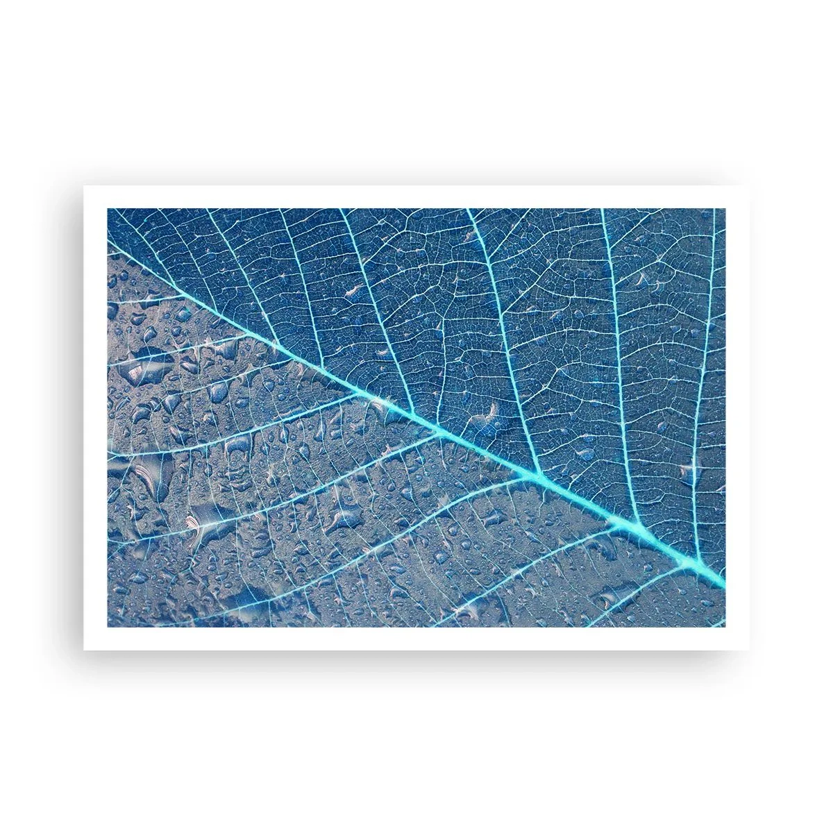 Poster - Ein Blatt in Blautönen mit Wassertropfen - 100x70cm - Leben in Blau - Moderne Wanddekoration für Wohnzimmer und Schlafzimmer ARTTOR