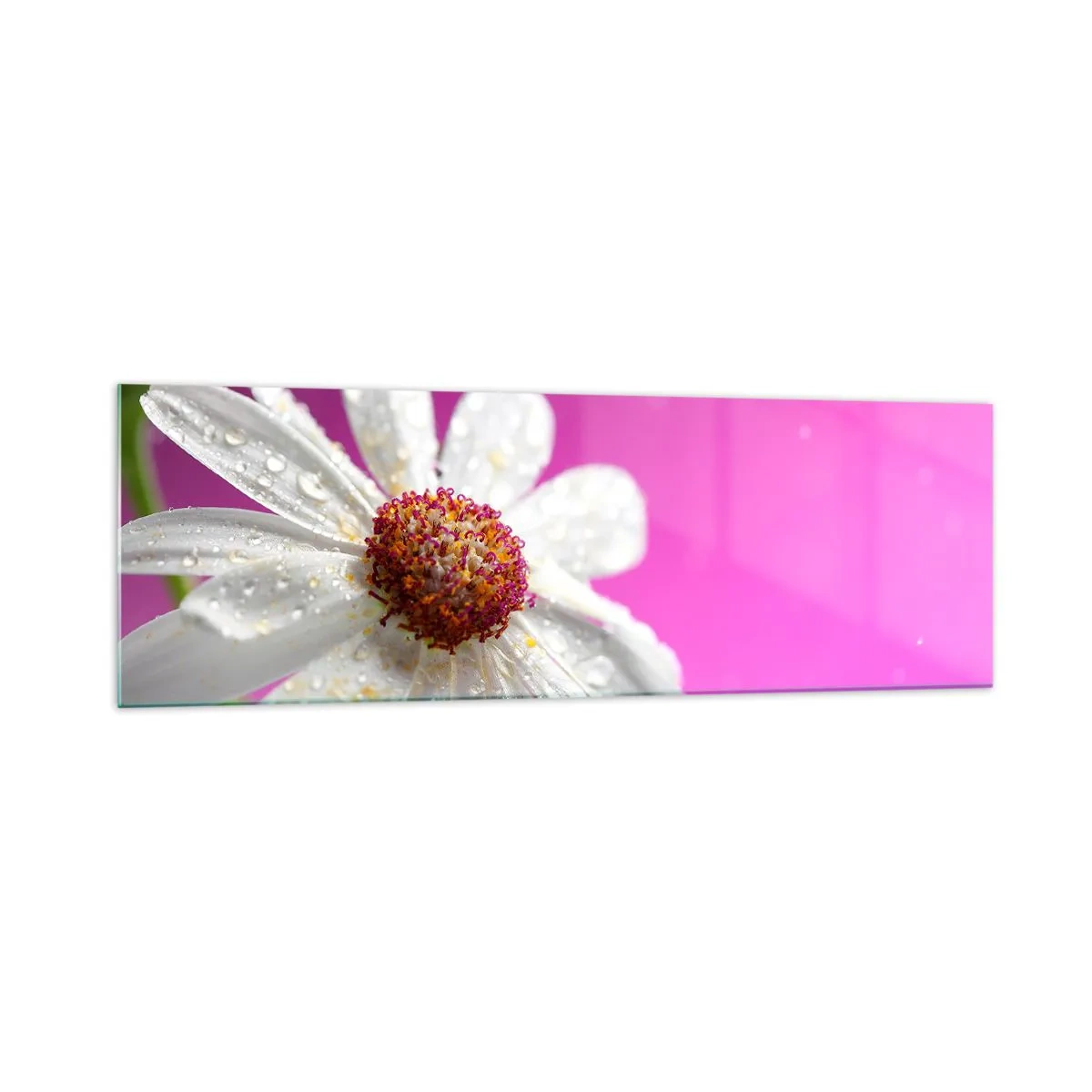 Glasbild - Bild auf glas - Ein weißes Gänseblümchen mit Wassertropfen auf einem rosa Hintergrund - 160x50cm - Bescheiden in seiner Schönheit - Moderne Wanddekoration für Wohnzimmer und Schlafzimmer ARTTOR