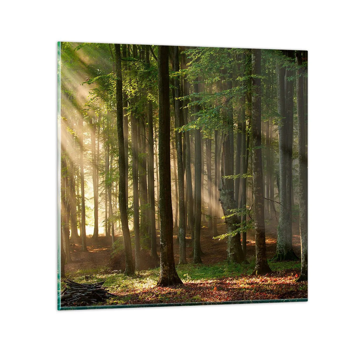 Glasbild - Bild auf glas - Strahlend an einem Frühlingsmorgen - 50x50 cm