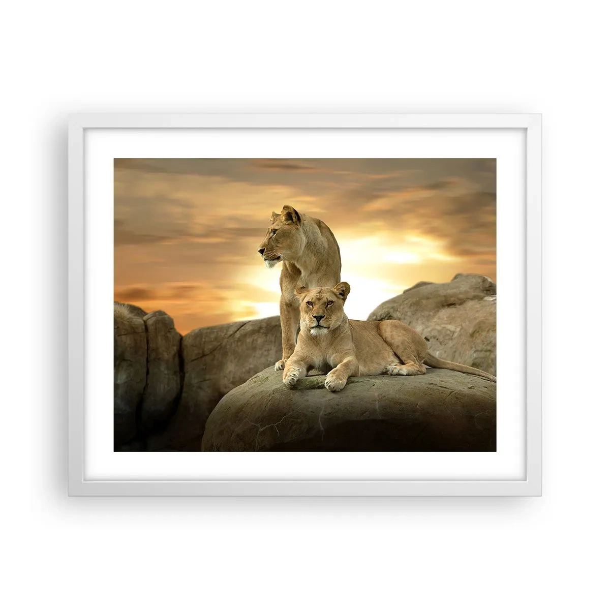 Poster in einem weißen Rahmen - Königliche Majestät - 50x40 cm