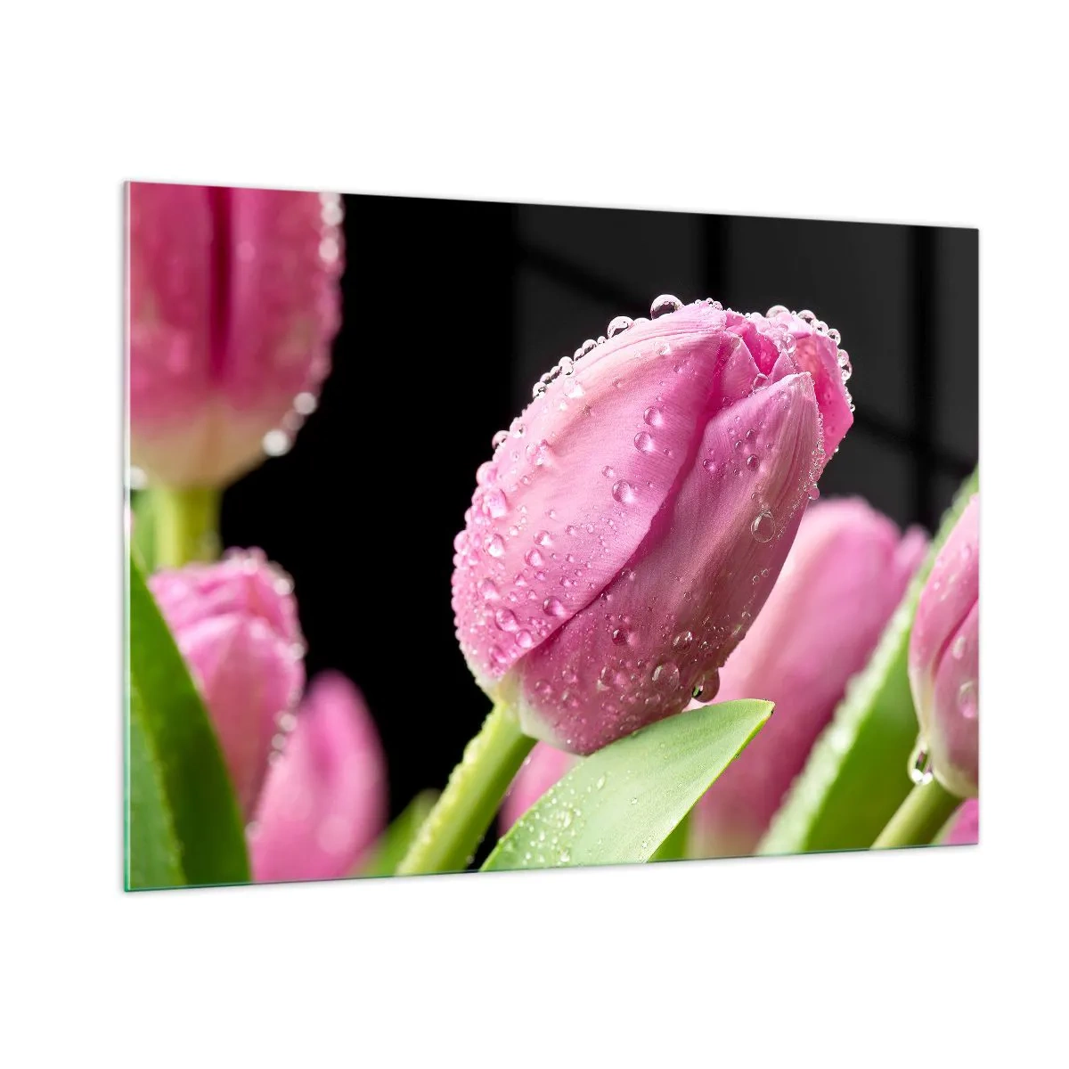 Glasbild - Bild auf glas - Rosa Tulpen mit Tautropfen bedeckt auf schwarzem Hintergrund - 100x70cm - Lila Traum im Tau - Moderne Wanddekoration für Wohnzimmer und Schlafzimmer ARTTOR