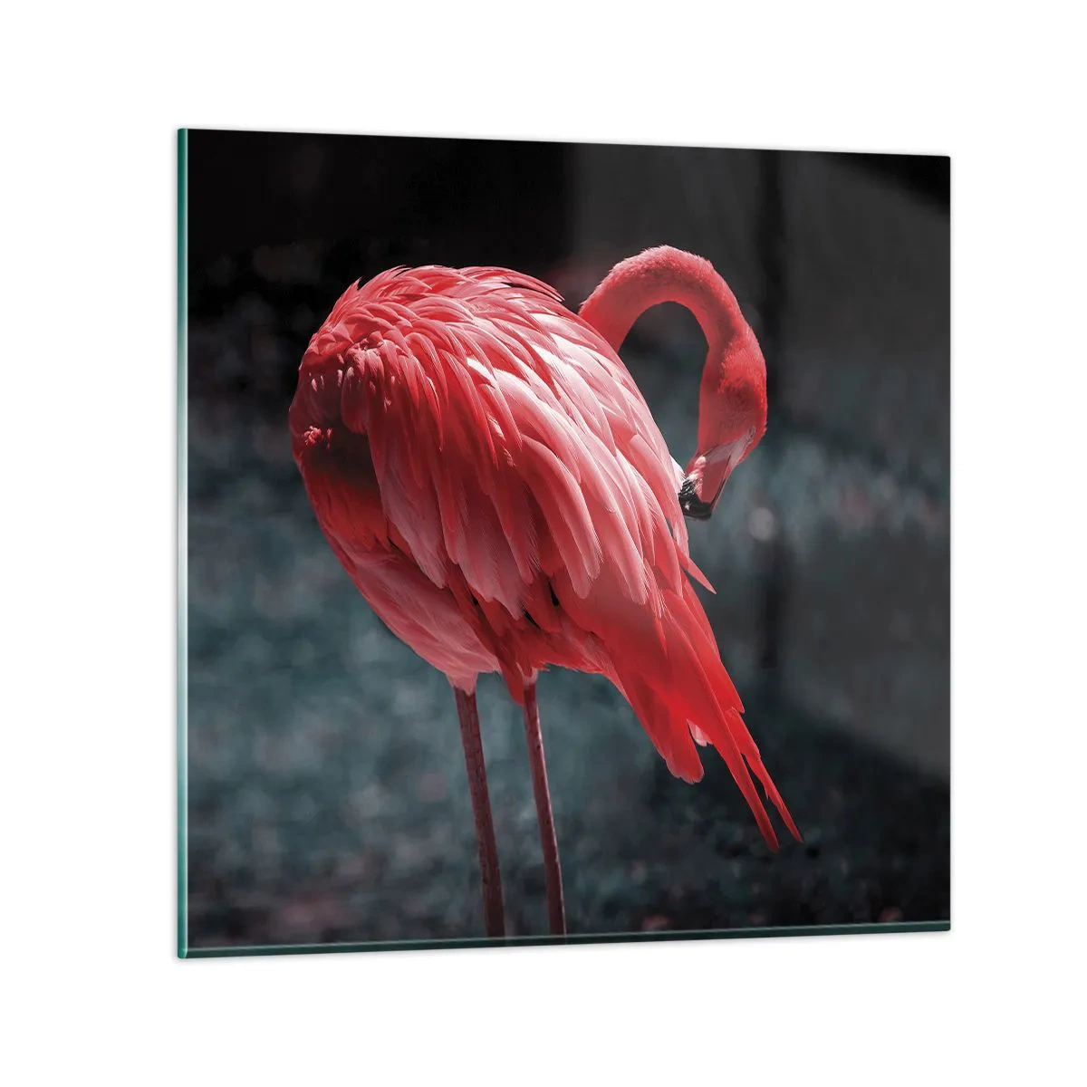 Glasbild - Bild auf glas - Ein purpurrotes Gedicht der Natur - 70x70 cm