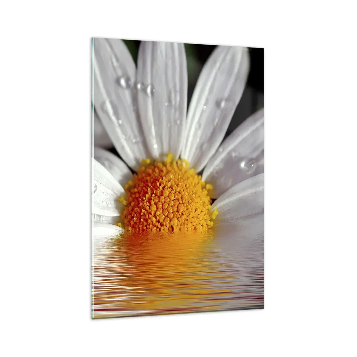 Glasbild - Bild auf glas - Ein weißes Gänseblümchen mit Wassertropfen, eingetaucht in eine Wasserspiegelung - 80x120cm - Die aufgehende Sonne der Gänseblümchen - Moderne Wanddekoration für Wohnzimmer und Schlafzimmer ARTTOR