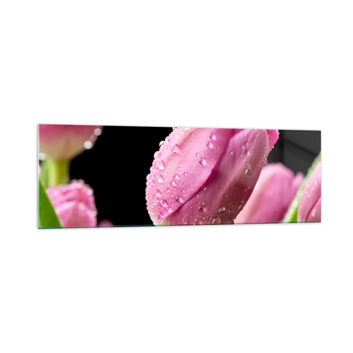 Glasbild - Bild auf glas - Rosa Tulpe mit Wassertropfen auf schwarzem Hintergrund - 160x50cm - Lila Traum im Tau - Moderne Wanddekoration für Wohnzimmer und Schlafzimmer ARTTOR