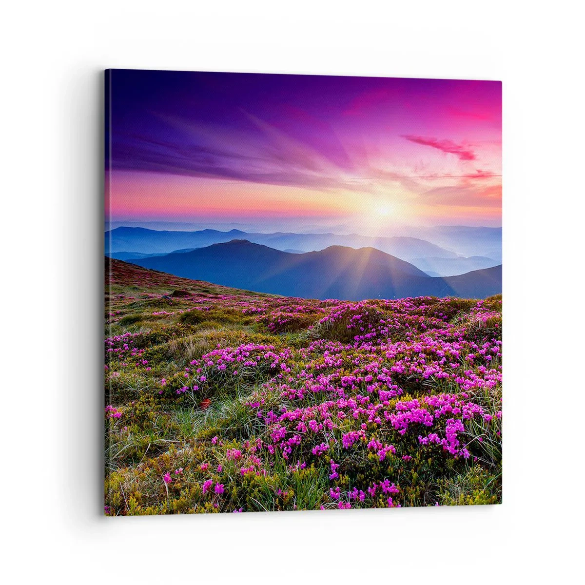 Bild auf Leinwand - Leinwandbild - Kräuter dufteten nach frischen Trauben von den Feldern - 70x70 cm