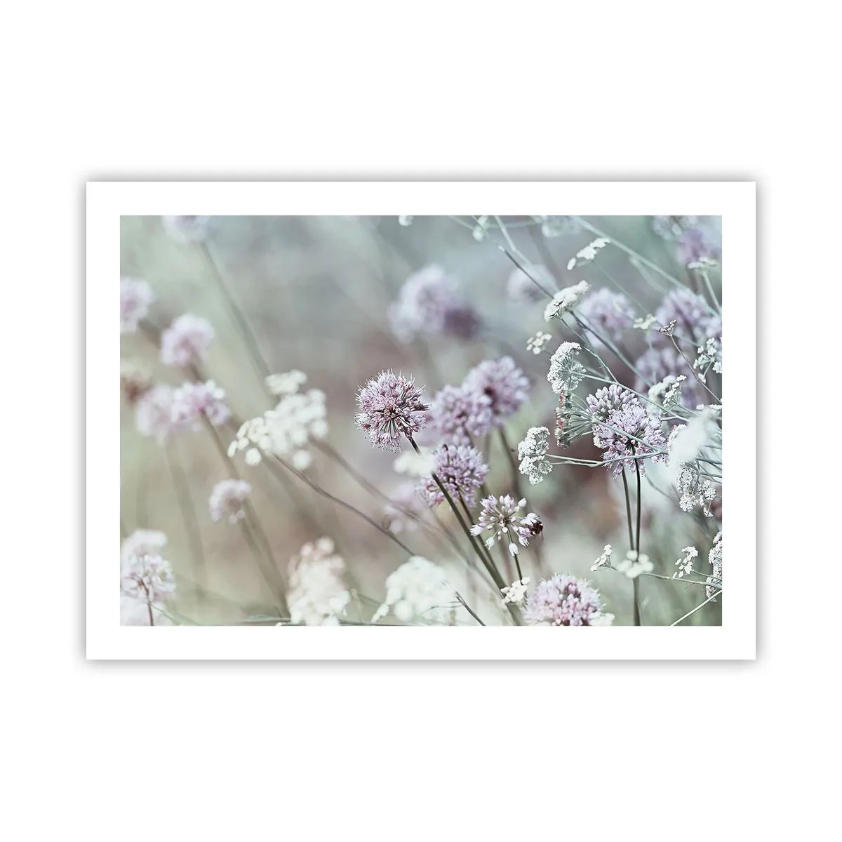 Poster - Süße filigrane Kräuter - 70x50 cm