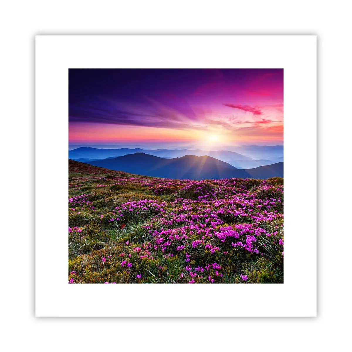 Poster - Kräuter dufteten nach frischen Trauben von den Feldern - 30x30 cm