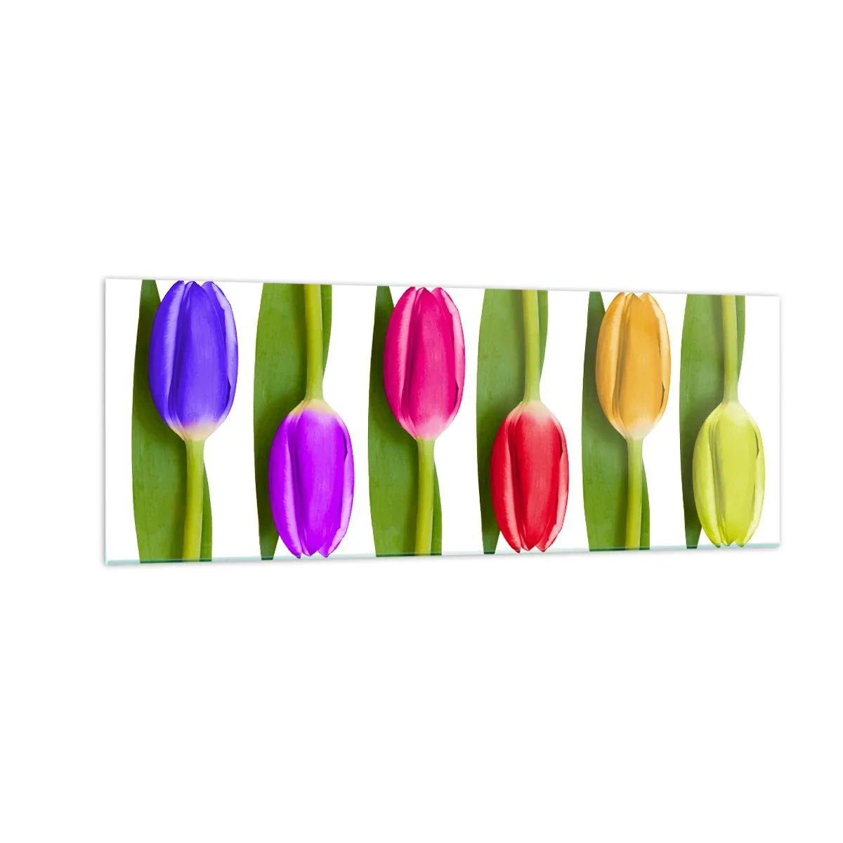Glasbild - Bild auf glas - Bunte Tulpen in einer Reihe auf weißem Hintergrund angeordnet - 140x50cm - Regenbogenkomposition - Moderne Wanddekoration für Wohnzimmer und Schlafzimmer ARTTOR