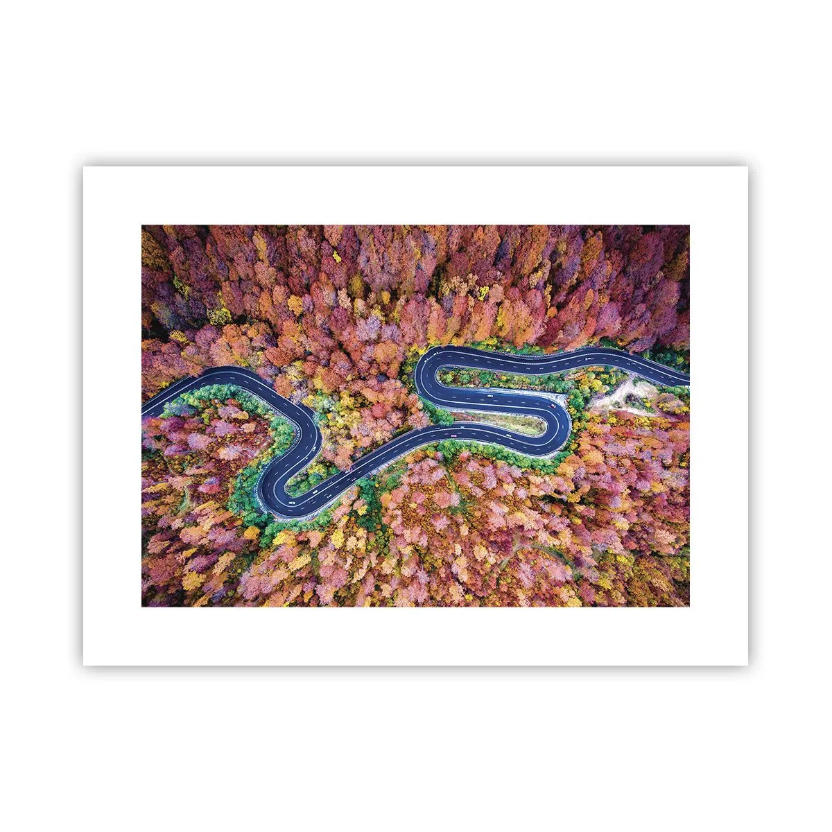 Poster - Kurvenreicher Weg durch den Wald - 40x30 cm