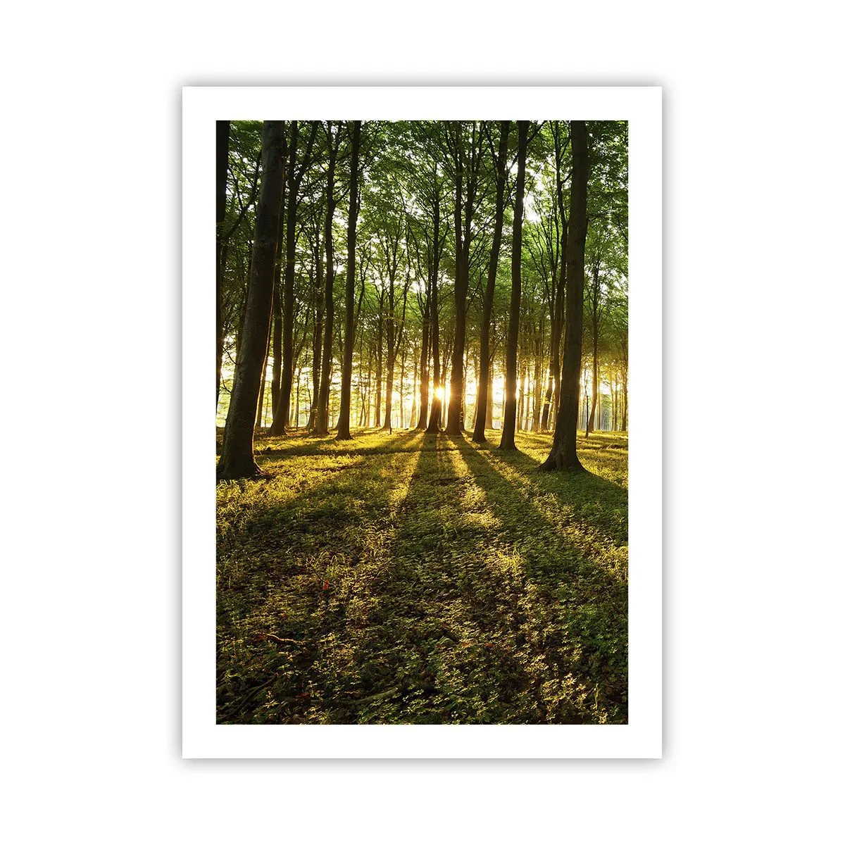 Poster - Ein Wald, beleuchtet von den Strahlen der untergehenden Sonne - 50x70cm - Alle Frühlingsfotografie - Moderne Wanddekoration für Wohnzimmer und Schlafzimmer ARTTOR