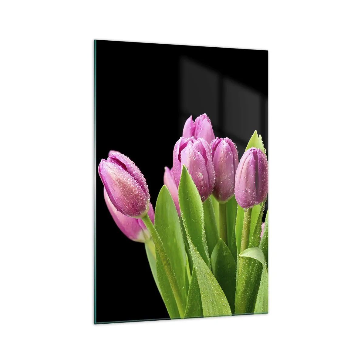 Glasbild - Bild auf glas - Rosa Tulpen mit Tautropfen auf schwarzem Hintergrund - 70x100cm - Lila Frühlingsfreude - Moderne Wanddekoration für Wohnzimmer und Schlafzimmer ARTTOR