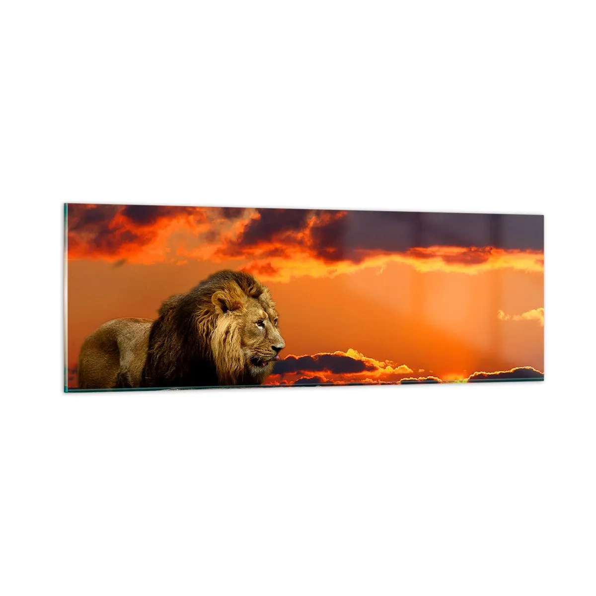 Glasbild - Bild auf glas - König der Natur - 90x30 cm