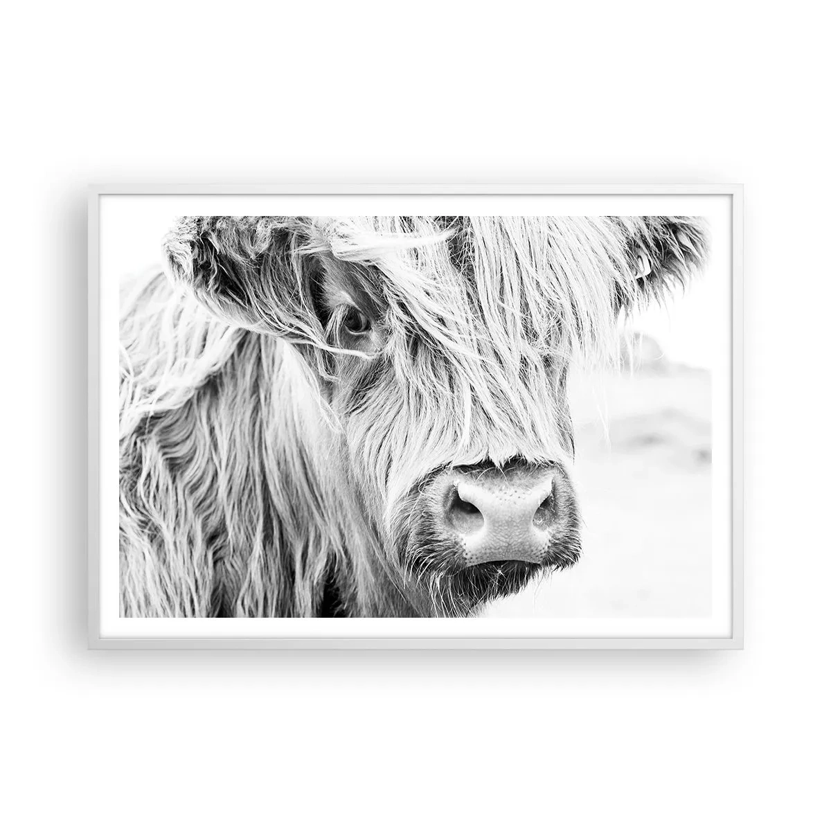 Poster in einem weißen Rahmen - Schottische Wildheit - 100x70 cm