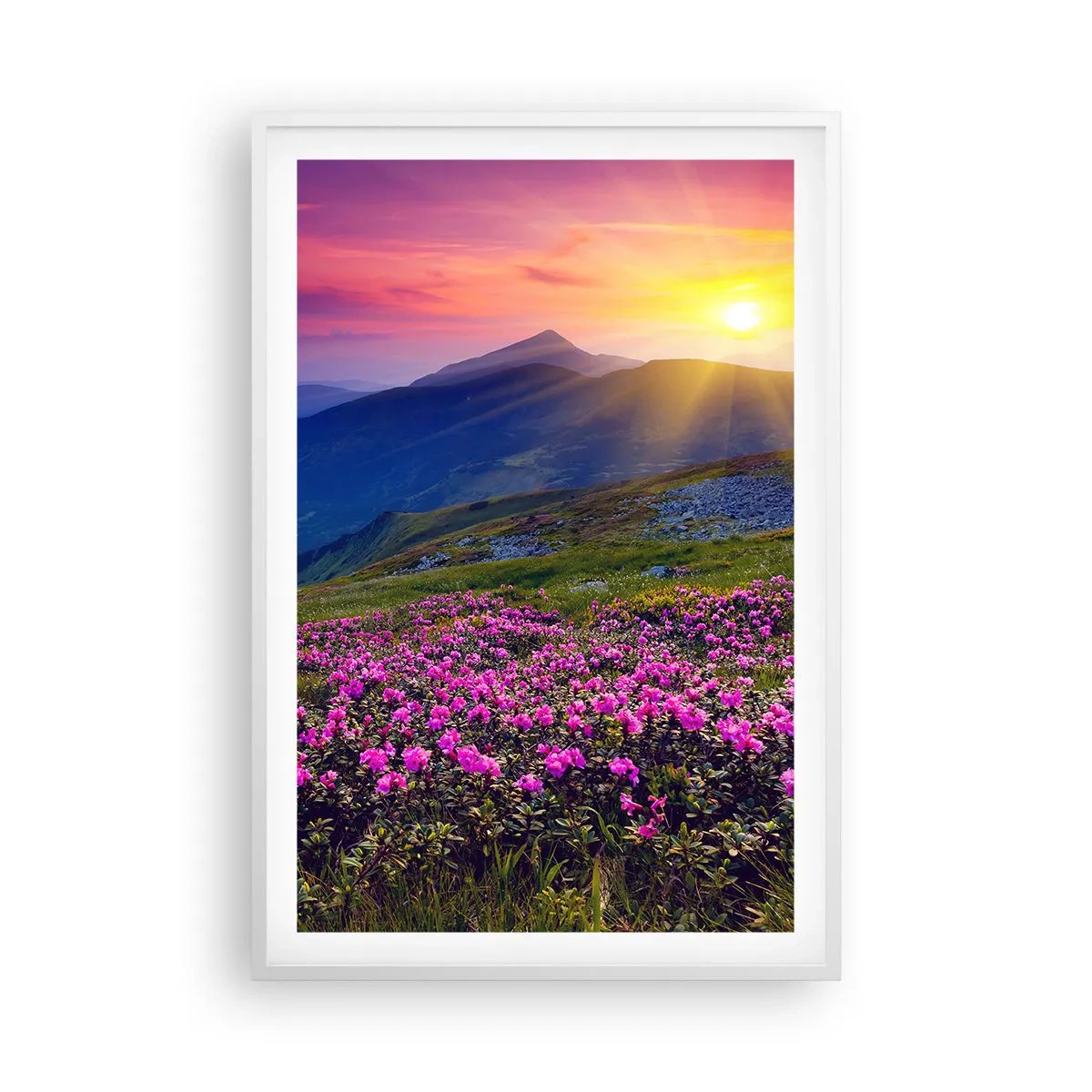 Poster in einem weißen Rahmen - … Und drumherum duftet es nach Latschenkiefer und dem Duft von Kräutern - 61x91 cm